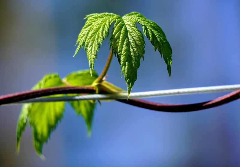 Tropical Leaves