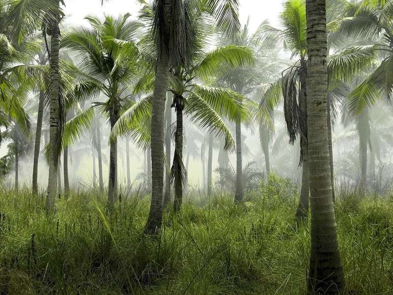 Palm Trees
